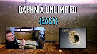 How I Raise Daphnia Water Fleas And You Can Too [upl. by Rawde872]