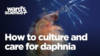 Caring and Culturing for Daphnia [upl. by Aenea]