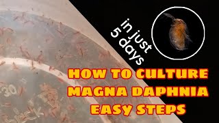 How to Culture Magna Daphnia Easily [upl. by Krista]