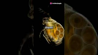 How to culture Daphnia for your Aquarium [upl. by Mcevoy]