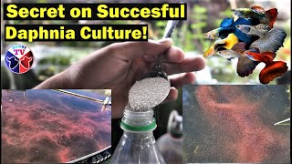 How to Culture Daphnia Successfully [upl. by Zwiebel]