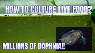 How to Culture Daphnia Secret Method to Breed MILLIONS  Simply Aquatic [upl. by Aneelehs]