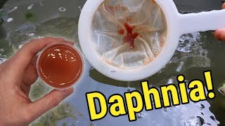 How I Culture Daphnia In Outdoor Tubs [upl. by Crutcher]