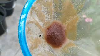 How to culture daphnia moina in a small container Part 1 English Subtitle [upl. by Higley]