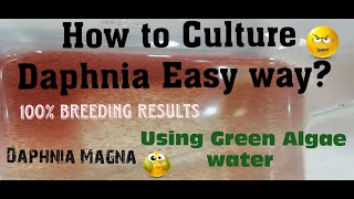 Daphnia MagnaHow to Culture Daphnia Easy wayCulturing Daphnia using Green water Daphnia [upl. by Yelyak566]