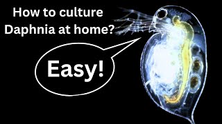 BEST Live Fish Food Beginner guide How to Culture Daphnia at home [upl. by Polloch]