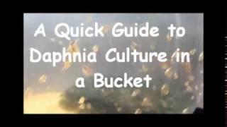 How to culture daphnia outside [upl. by Channing]