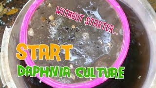 How to culture daphnia moina the easy way 1  Starting the Daphnia culture [upl. by Notac]