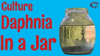 How to Culture Daphnia in a Jar [upl. by Sherborne]