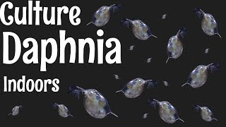 How to Culture Daphnia [upl. by Otreblada]