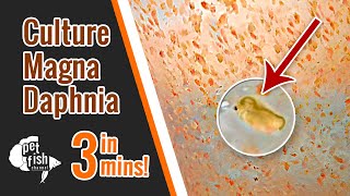 How to culture DAPHNIA MAGNA  The easy way [upl. by Merriman438]