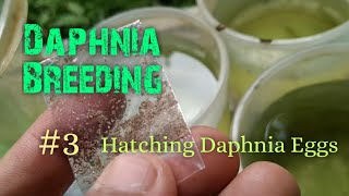 Daphnia Culture made simple and easy 3  Hatching Daphnia eggs [upl. by Naej]