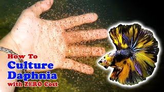 How to Culture Daphnia with ZERO Cost  Unlimited Live Food For Our Fish [upl. by Nnayd734]