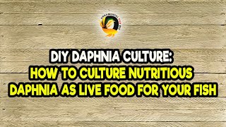 DIY Daphnia Culture How to Culture Nutritious Daphnia as Live Food for Your Fish [upl. by Joelie]