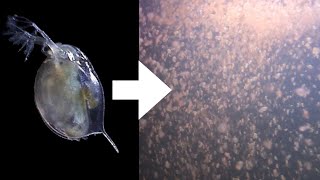 How I Culture Daphnia [upl. by Dorolice]