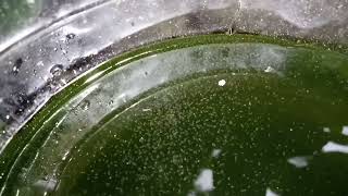 DAPHNIA MOINA CULTURE IN A SMALL BUCKET [upl. by Alberic]