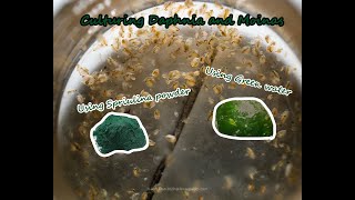 How To Culture Daphnia and Moinas using Green Water Spirulina powder [upl. by Kcirnek]