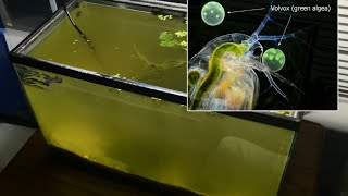 Raising Daphnia for the Freshwater Aquarium [upl. by Sauncho]