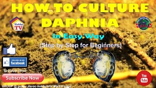 HOW TO CULTURE DAPHNIA In Easy Way [upl. by Donn55]